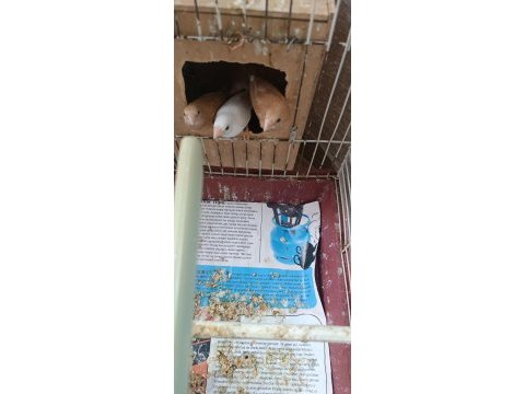 1 adet dişi goldiyan ve bengal ispinozları