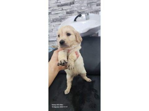 Baby face golden retriever yavrular