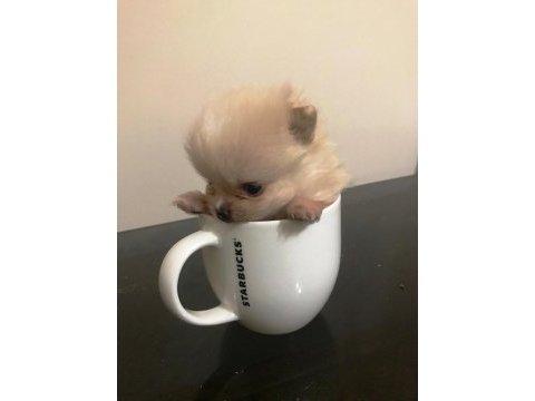 Sevimli pomeranian spitz