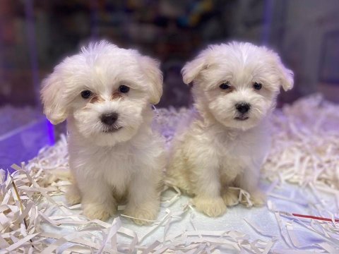 Kore teacup bembeyaz harika maltese terrier bebekler