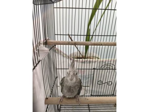 Grey sultan papağanı
