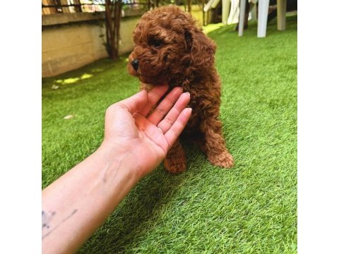 Show kalite kore redbrown toy poodle yavrularımız
