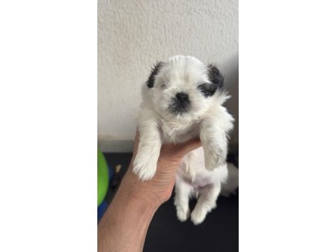 Shih tzu yavrularımız