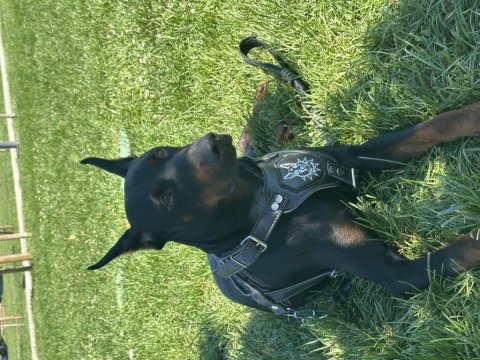 Doberman yer sıkıntısından dolayı sahiplendiriyorum