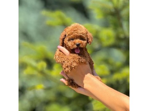 Toy poodle köpekler