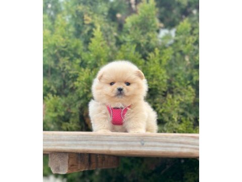 A kalite pomeranian boo yavrularımız