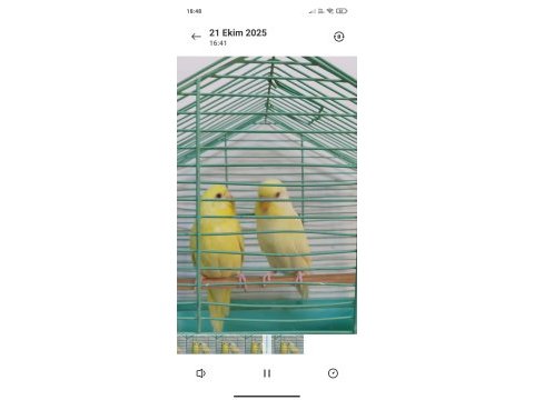 Cremio çift muhabbet kuşu