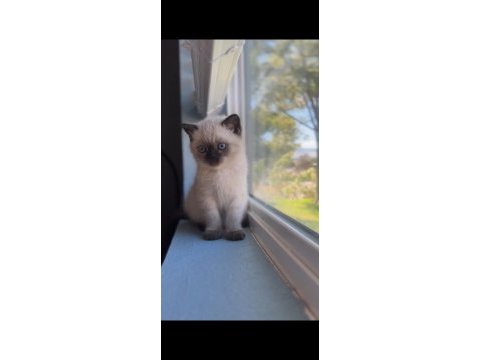 Şık çikolata point british shorthair yavrumuz