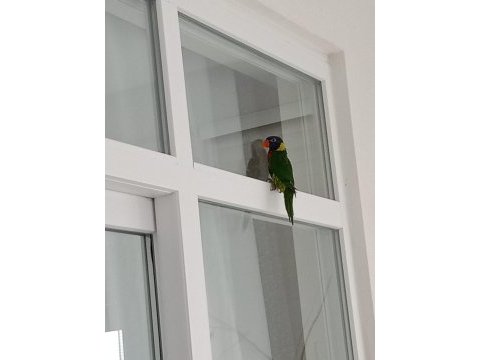 Full evcil 2 adet gökkuşağı lori papağanı