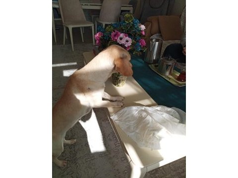Ücretsiz melez büyümeyen köpeğimiz
