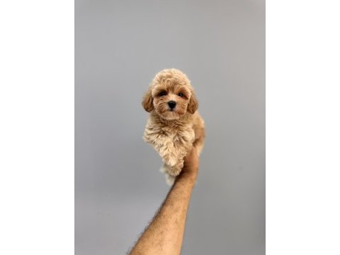 Bir birinden güzel maltıpoo yavrularimiz