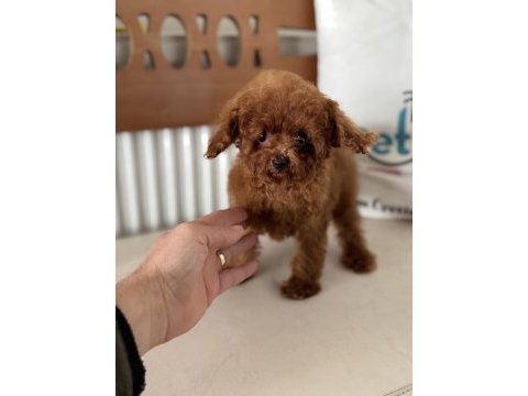 700 gr 4 aylık kore micro tea cup poodle