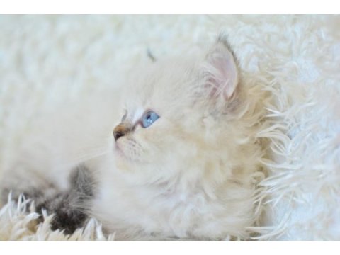 Mas mavi gözlü muhteşem british longhair ny1133