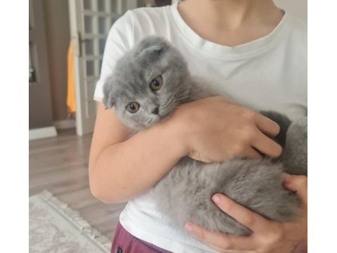 Sağlıklı minik kedimiz uygun bütçeyle sahiplendirilecek