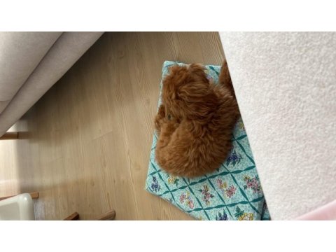 Poodle ve terrier kırması