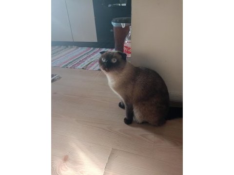 Sevimli british shorthair kedimiz
