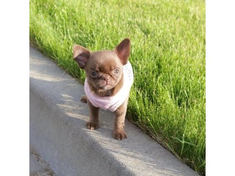Mini elma kafa küt burun chihuahua bebekler