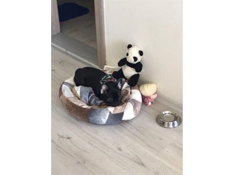 French bulldog 3 aylık blue gen