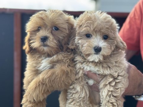 Petmode köpek çiftliğinden maltipoo yavrularımız