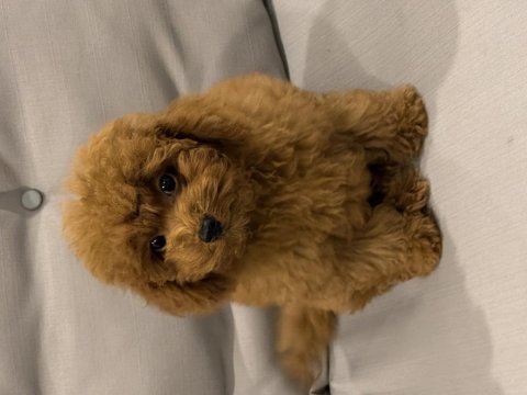 Red brown erkek toy poodle yavru konya