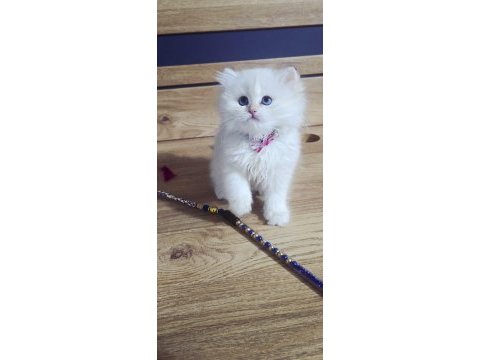 British shorthair harika bebekler