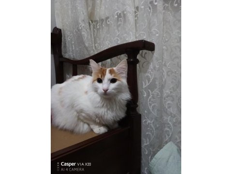 Kısırlaştırılmış dişi kedimiz