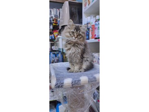 British longhair yavru