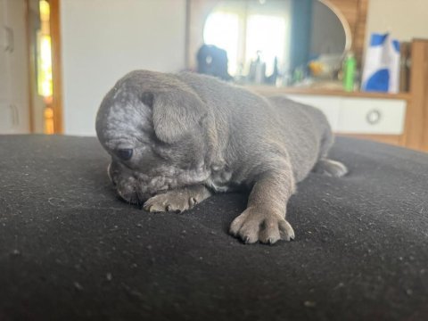 Mavi mavi masmavi fransız bulldog mavişler