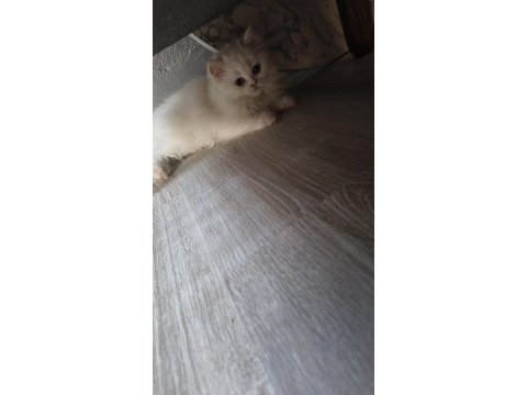 Beyaz kar topu chinchilla kedim