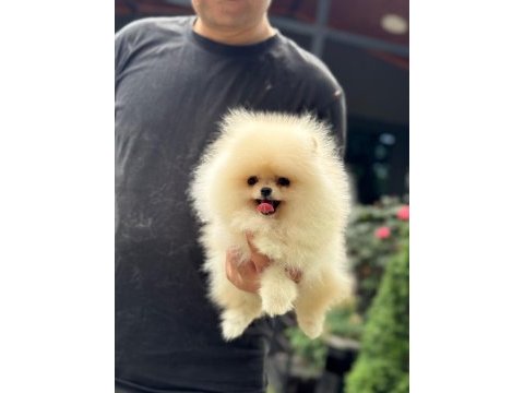 Pomeranian boo 