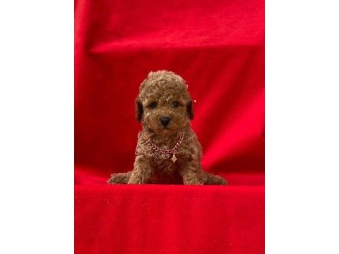 Orjinal toy poodle kore yavrularımız teslime hazır