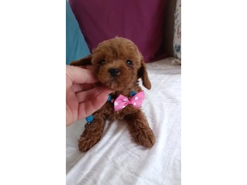 Safkan toy poodle bebekler ev üretimi çorlu