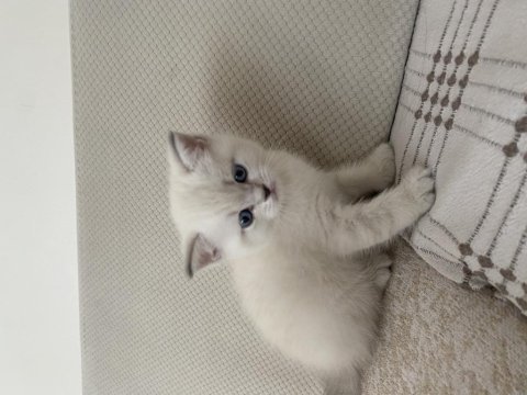 British shorthair annemizin ilk yavruları