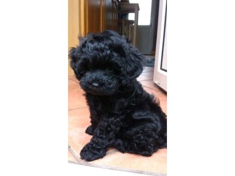 Sevimliliğiyle büyüleyen siyah toy poodle