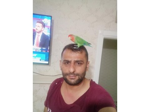 9 aylık sevda papağanı