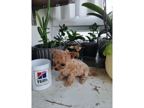 Micro tea cup poodle