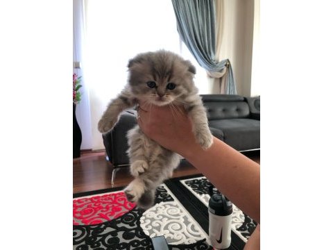 British shorthair golden yavru