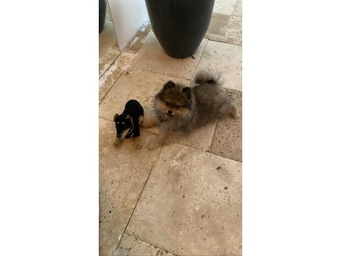 Pomeranian boo