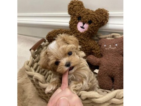 Maltipoo kore ufak surat yapısı en küçük boy yavrular