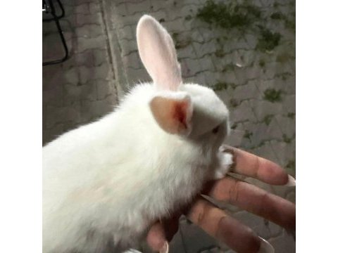 Sevimli yavru tavşanlar yeni yuvalarını arıyor