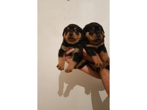 Irk garantili rottweiler yavrular
