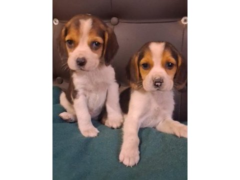 Elizabet beagle yavrularımız