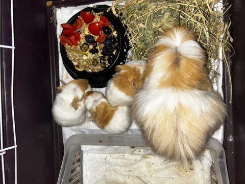 Ginepig yavruları