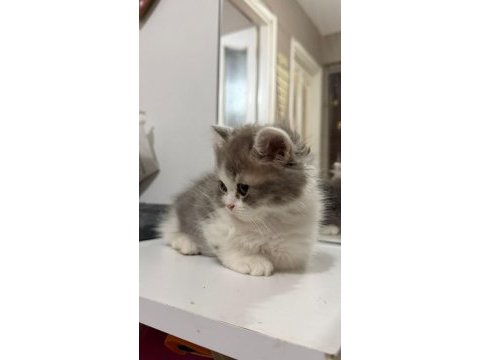 Scottish fold longhair (highland fold)