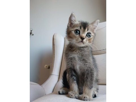 Yakışıklı mı yakışıklı british shorthair bebişlere yuva
