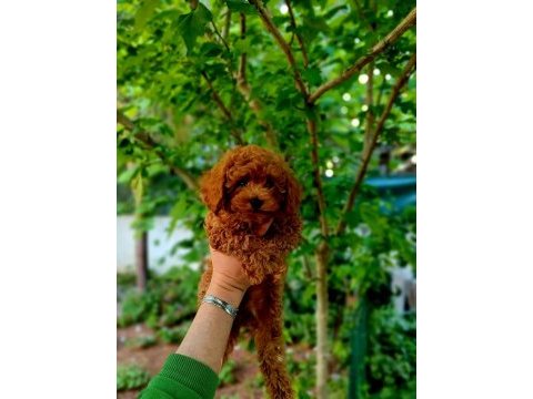 3 kg poodle erkek bebek faturalı, ırk ve sağlık garantili
