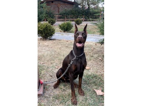 Fcı şecereli kızanı yakın 22 aylık doberman