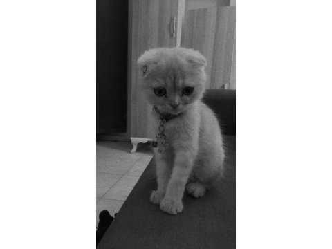 Scottish fold kediler