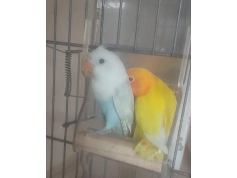 Yeme düşen bebek papağanlar