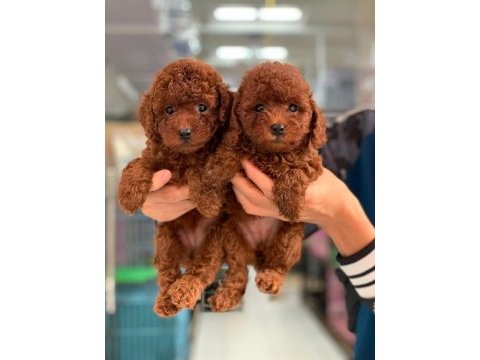 Toy poodle yavru köpekler